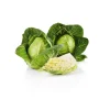Cabbage^Lidl Outlet