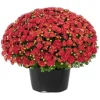 Fall Mum^Lidl Online