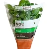 Organic Potted Basil^Lidl