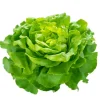Peak Harvest Butterhead Lettuce^Lidl Hot