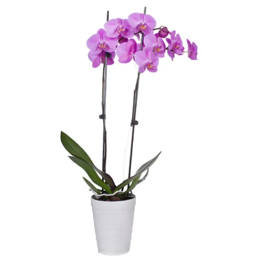 Phalaenopsis Orchid^Lidl Online